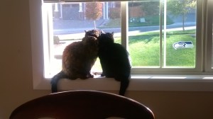 Suzie Q and Penelope bird watching